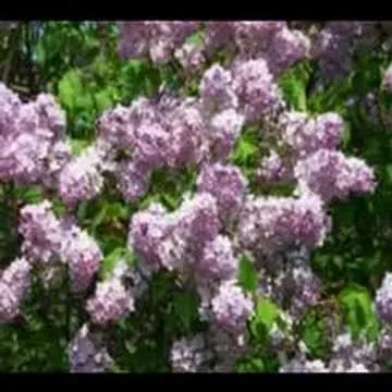 Video thumbnail for new hampshire naturally